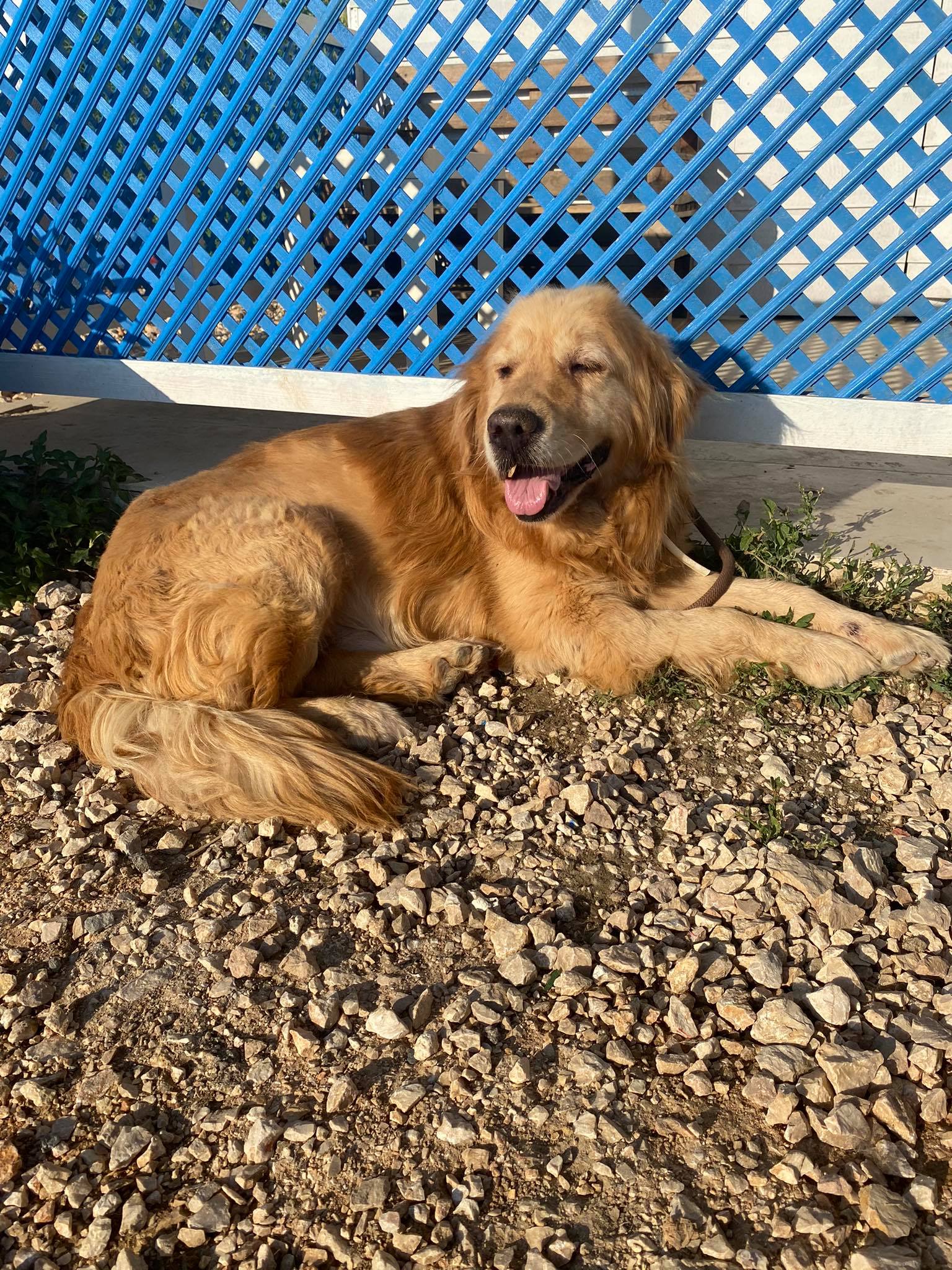 *ADOPTED* <br> Wisdom